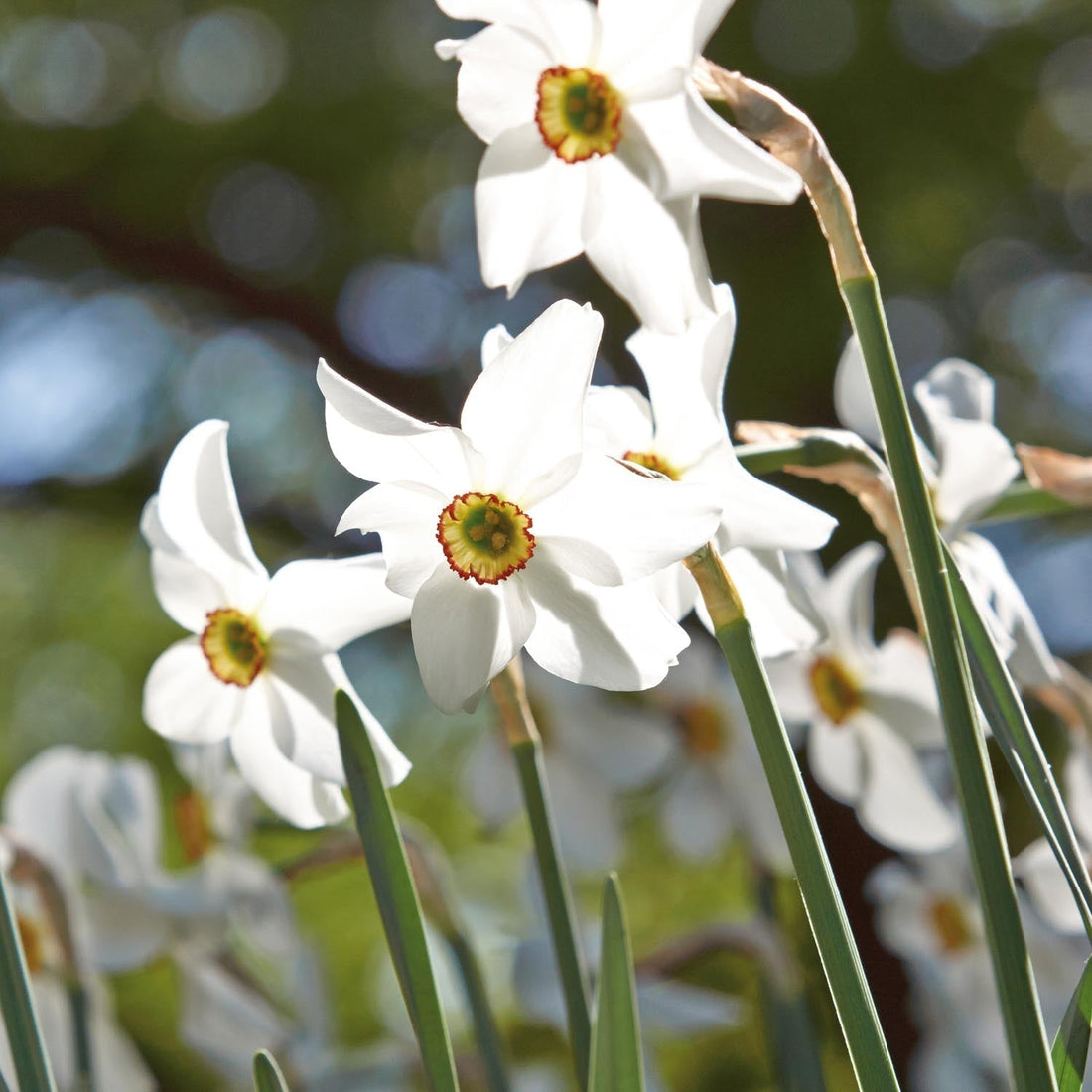 Narsissi, Narcissus 'Recurvus'
