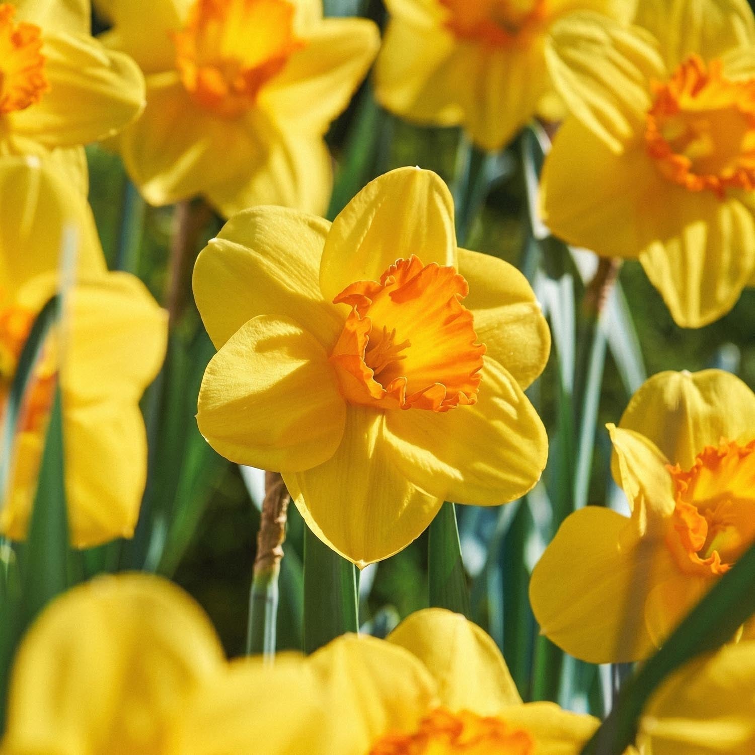 Narsissi, Narcissus 'Red Devon'