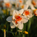 Narsissi, Narcissus 'Replete'