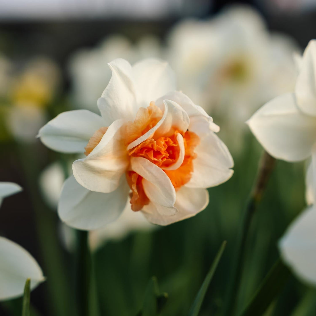 Narsissi, Narcissus 'Replete'