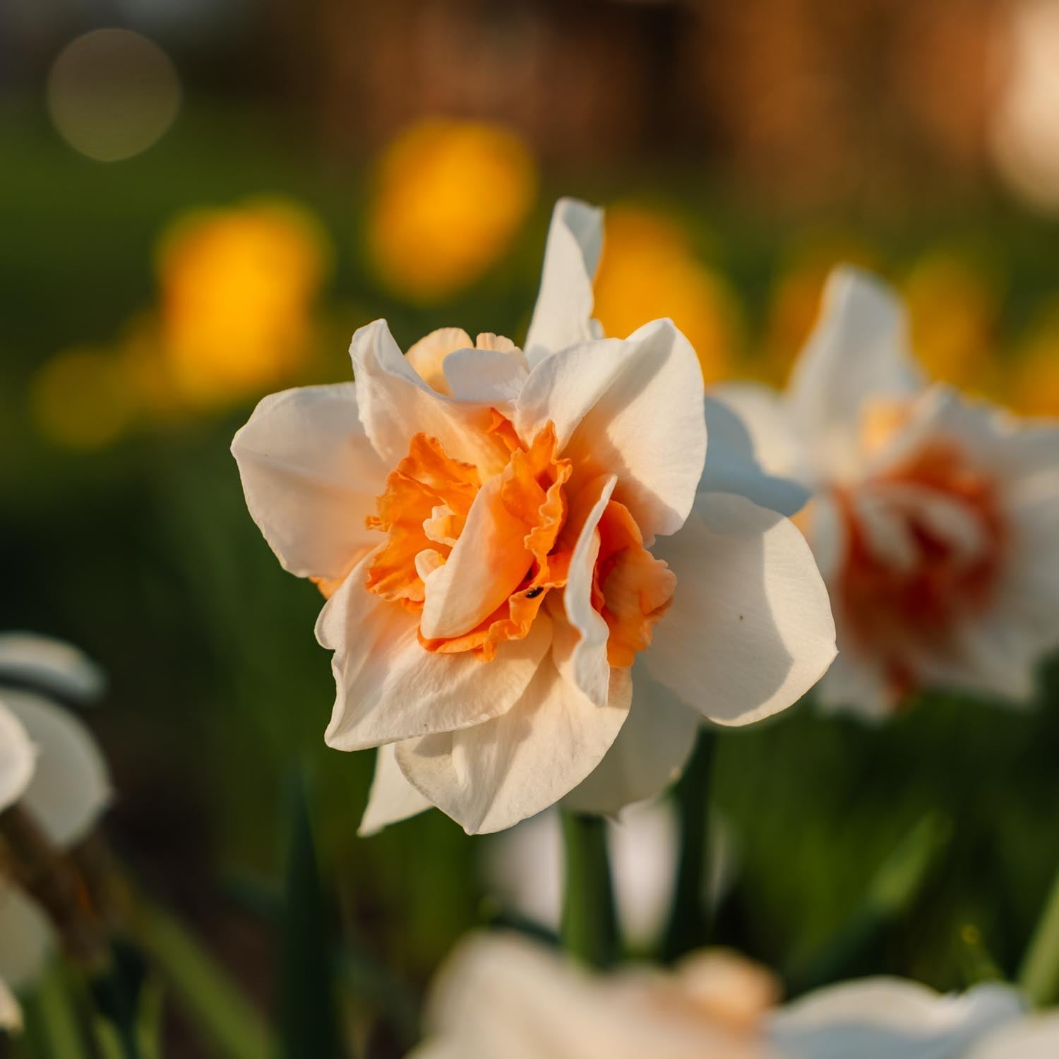 Narsissi, Narcissus 'Replete'