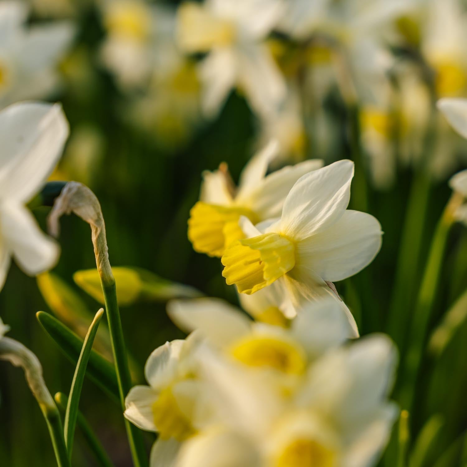 Narsissi, Narcissus 'Sail Boat'