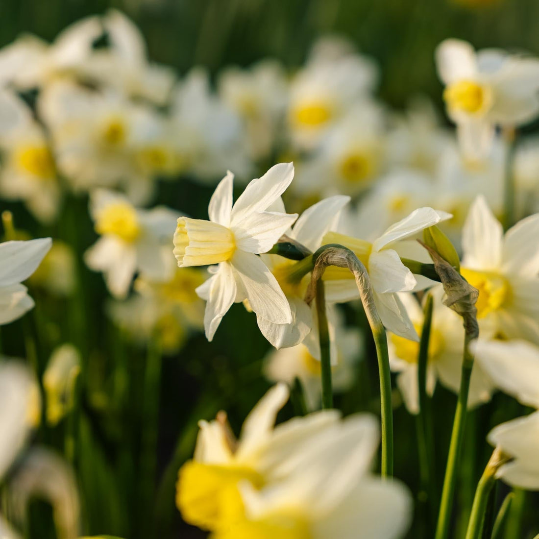 Narsissi, Narcissus 'Sail Boat'