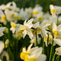 Narsissi, Narcissus 'Sail Boat'
