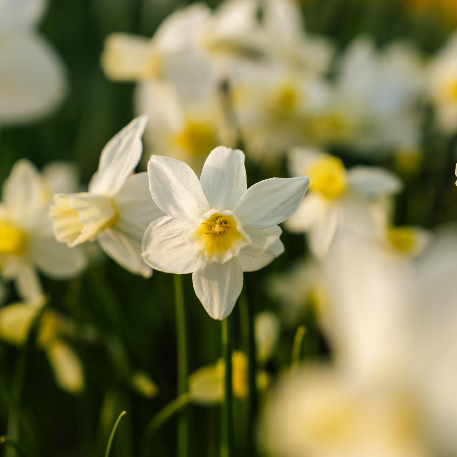 Narsissi, Narcissus 'Sail Boat'