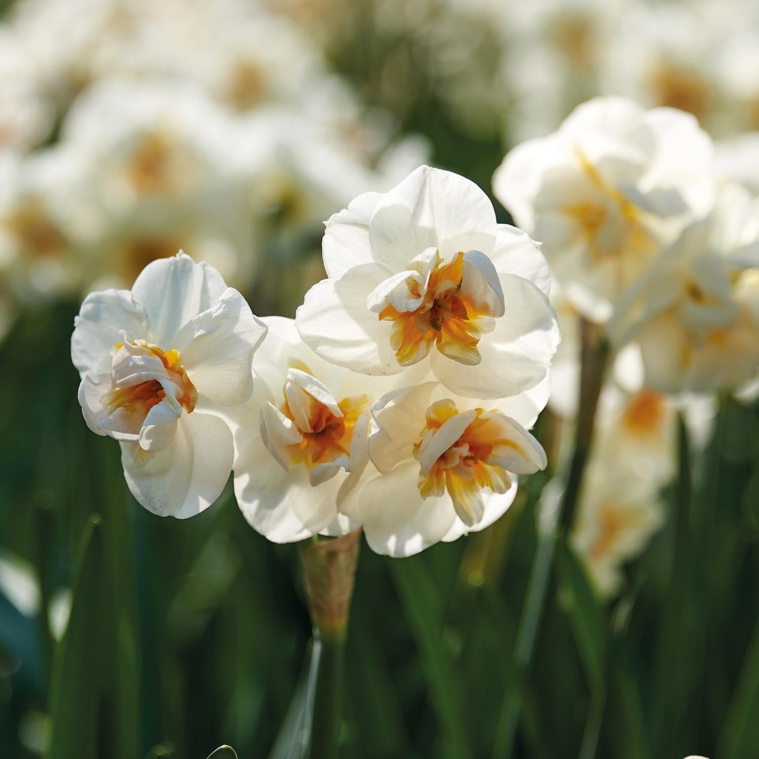 Narsissi, Narcissus 'Sir Winston Churchill'