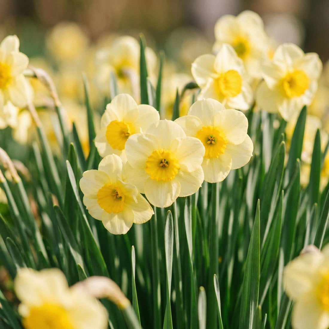 Narsissi, Narcissus 'Sun Disc'