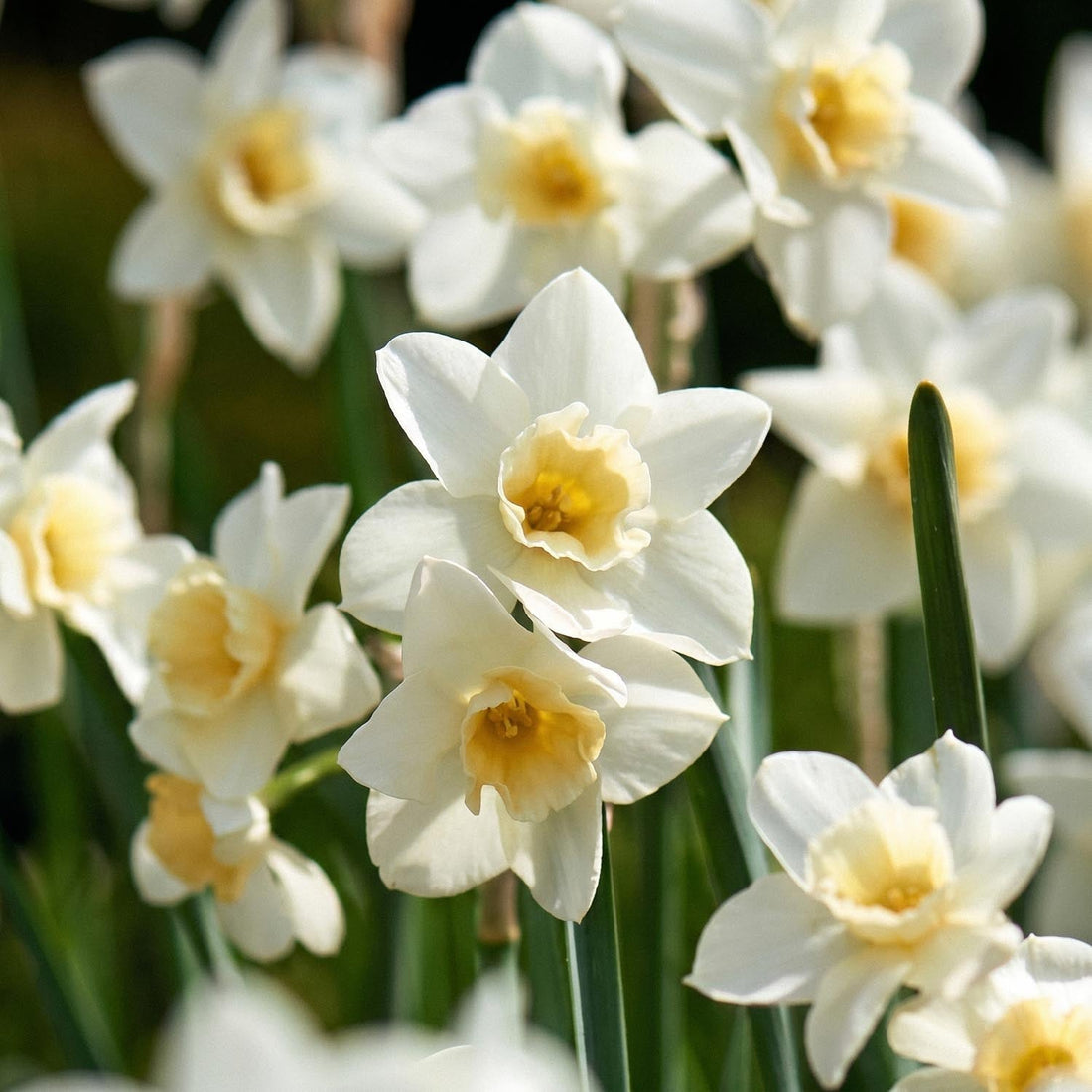 Narsissi, Narcissus 'Sweet Love'