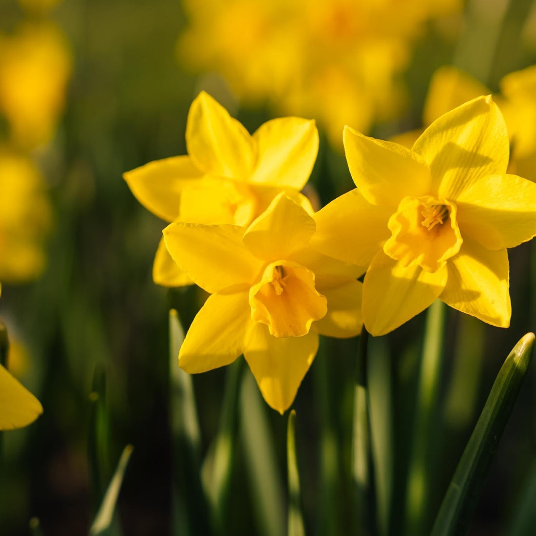 Narsissi, Narcissus 'Sweetness'