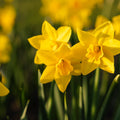 Narsissi, Narcissus 'Sweetness'