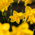 Narsissi, Narcissus 'Sweetness'