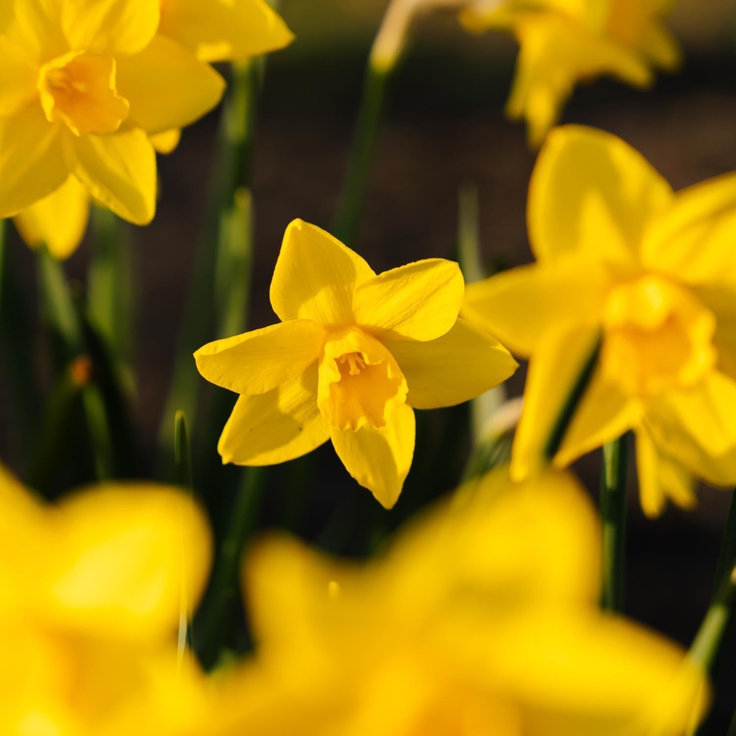 Narsissi, Narcissus 'Sweetness'