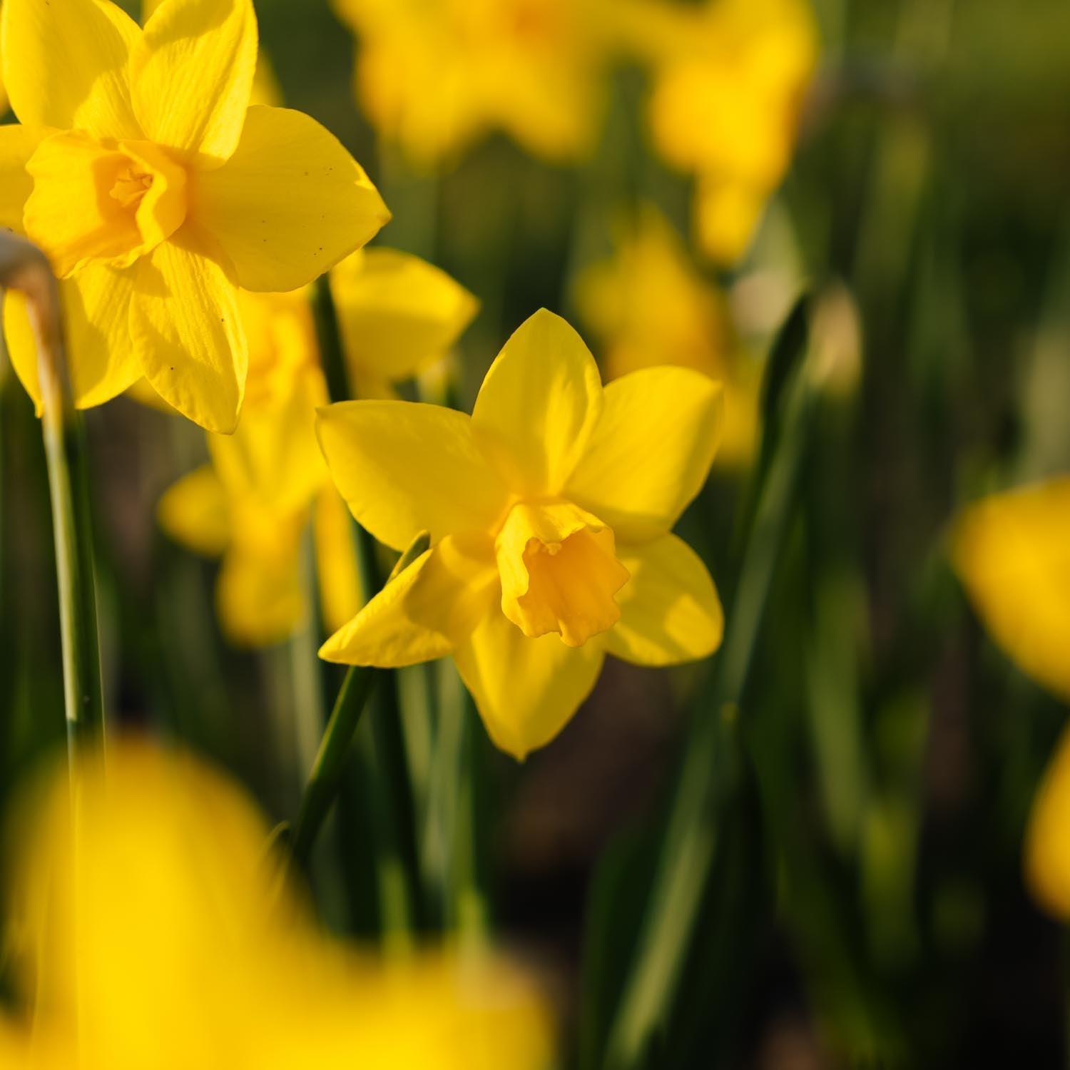 Narsissi, Narcissus 'Sweetness'