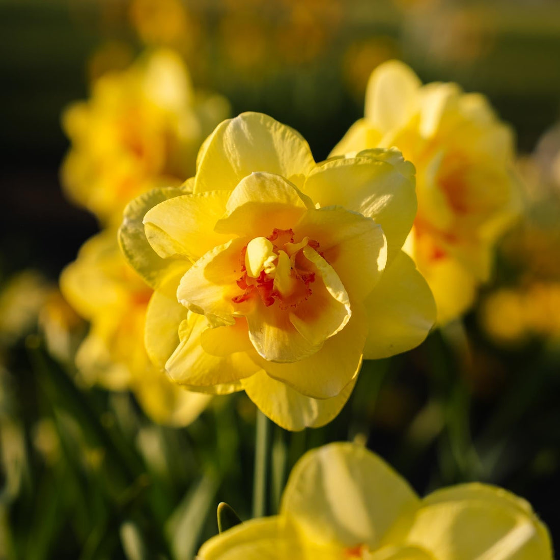 Narsissi, Narcissus 'Tahiti'