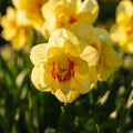 Narsissi, Narcissus 'Tahiti'
