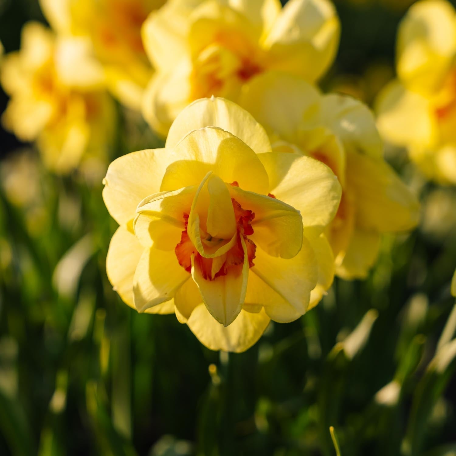 Narsissi, Narcissus 'Tahiti'
