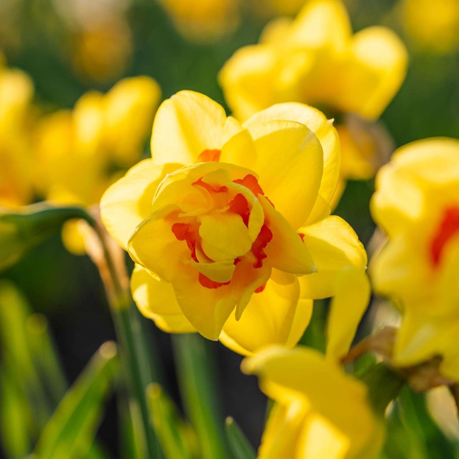 Narsissi, Narcissus 'Tahiti'