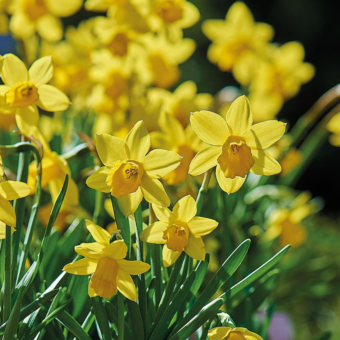 Narsissi, Narcissus 'Tete á Tete'