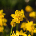 Narsissi, Narcissus 'Tete Boucle'