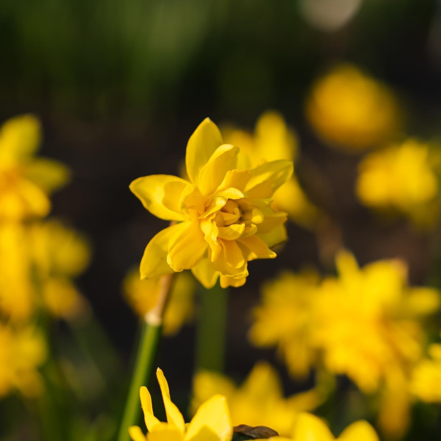 Narsissi, Narcissus 'Tete Boucle'