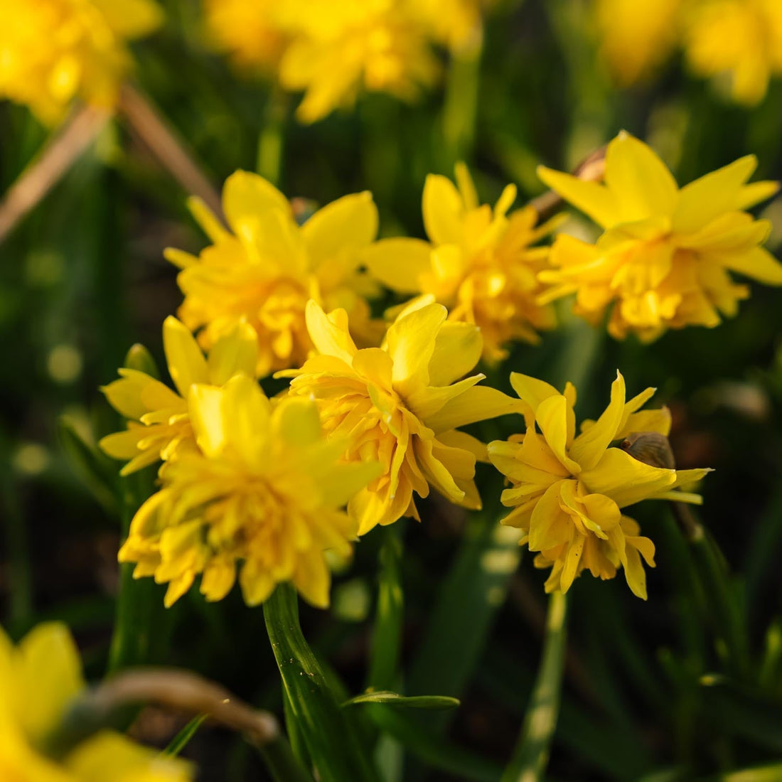 Narsissi, Narcissus 'Tete Boucle'