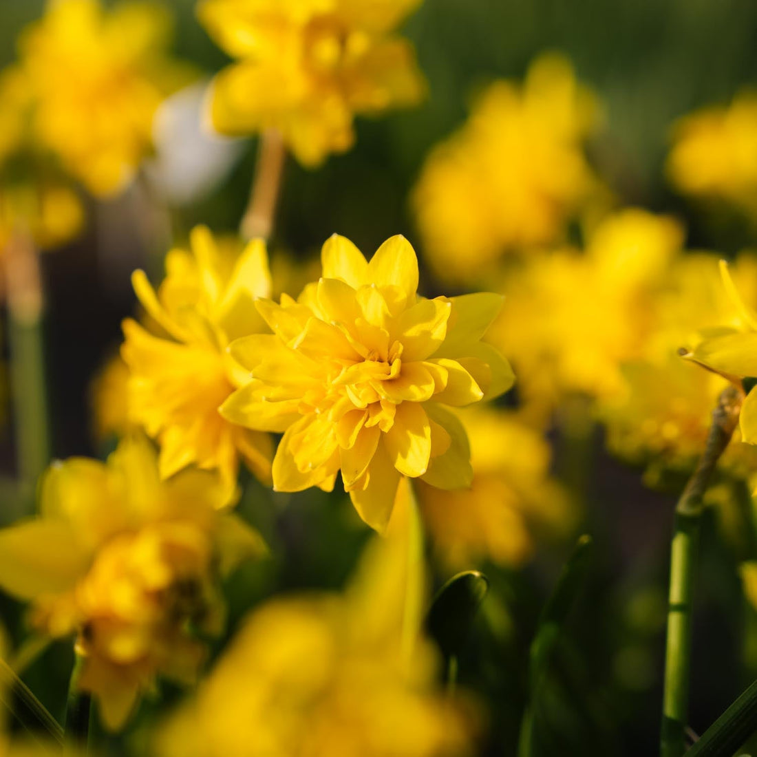 Narsissi, Narcissus 'Tete Boucle'