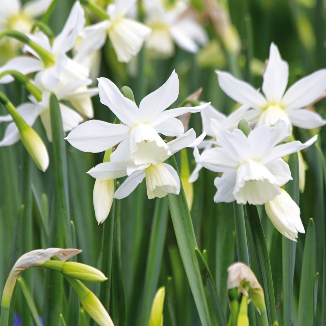 Narsissi, Narcissus 'Thalia'