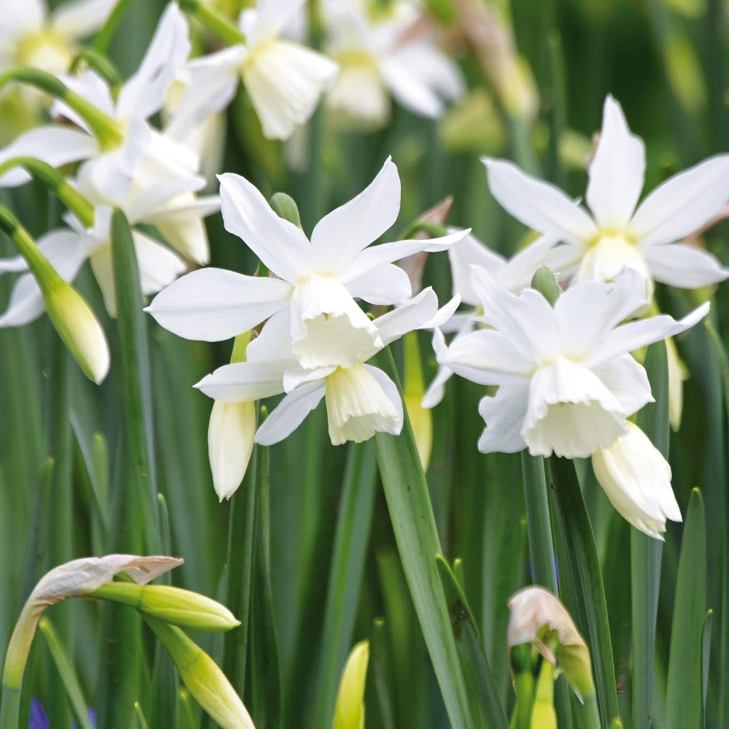 Narsissi, Narcissus 'Thalia'