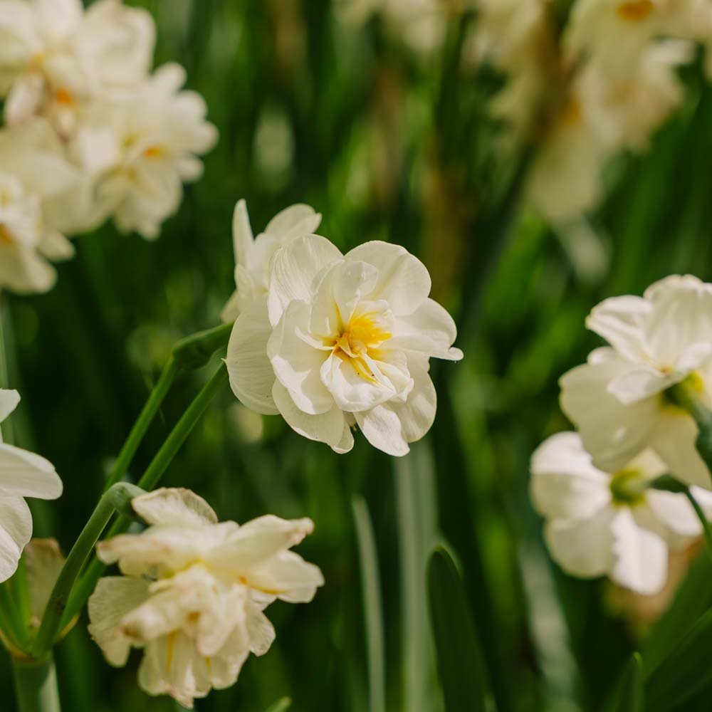 Narsissi 'Sir Winston Churchill'