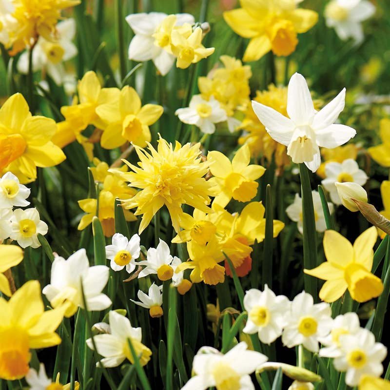 Narsissiseos 'Botanisk Mix'