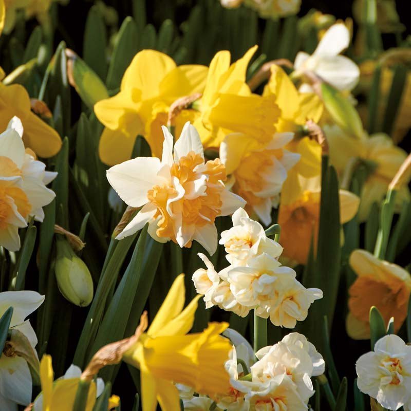 Narsissiseos 'Mixed'