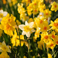 Narsissiseos 'Multiflora Mix'