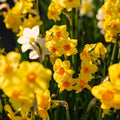 Narsissiseos 'Multiflora Mix'