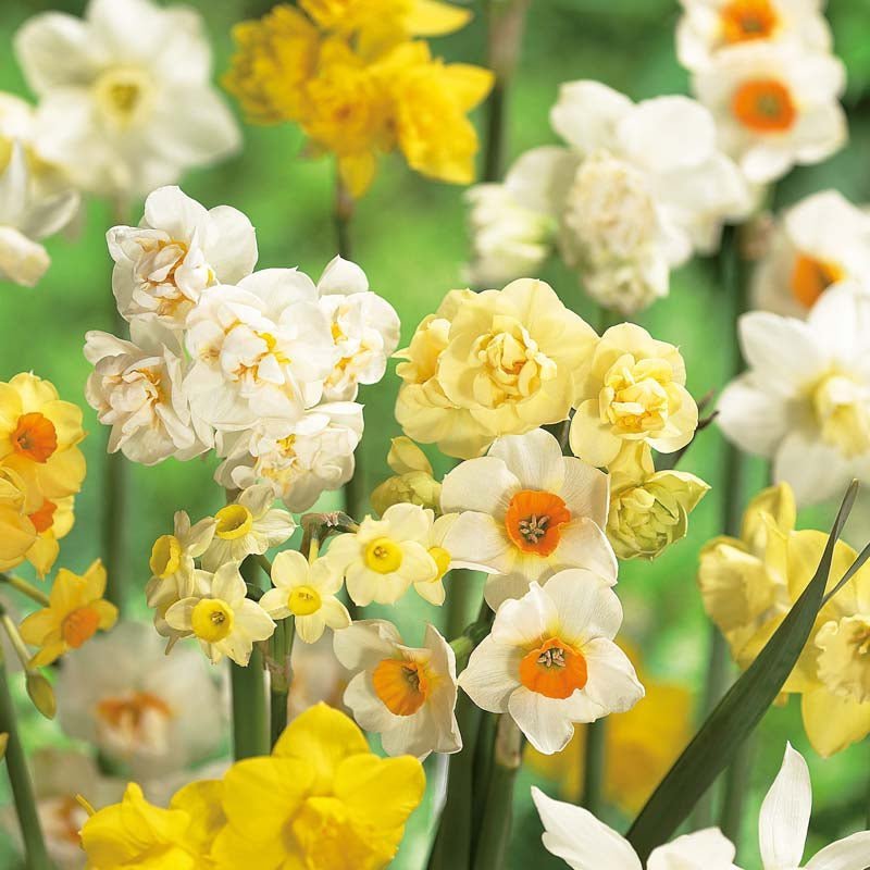 Narsissiseos 'Multiflora Mix'