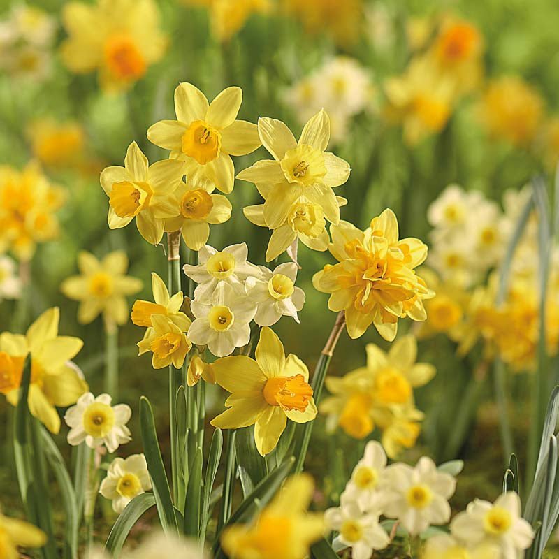 Narsissiseos 'Rockery Mixed'
