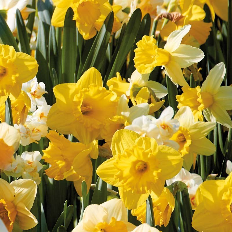 Narsissiseos 'Storkronet Mix'