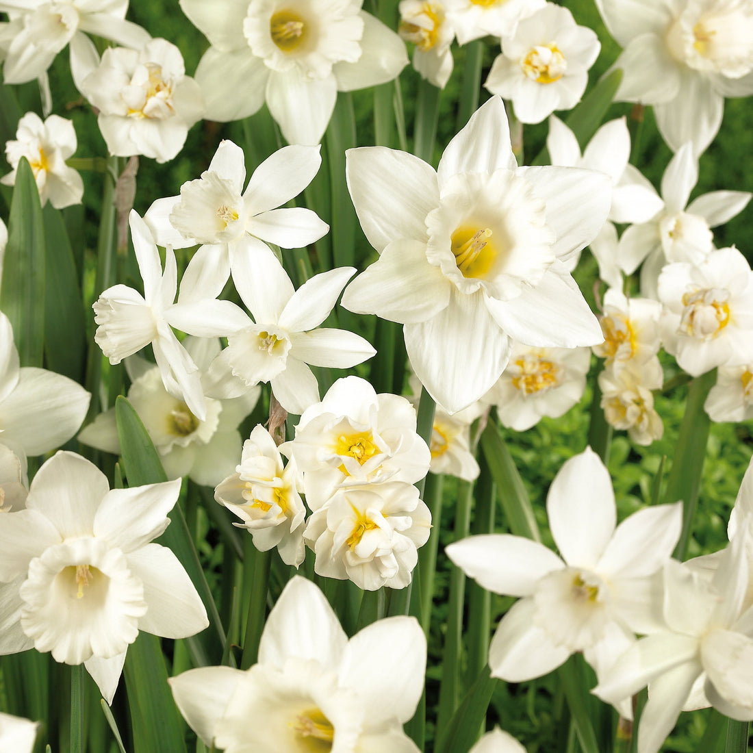 Narsissiseos 'White Mixed'