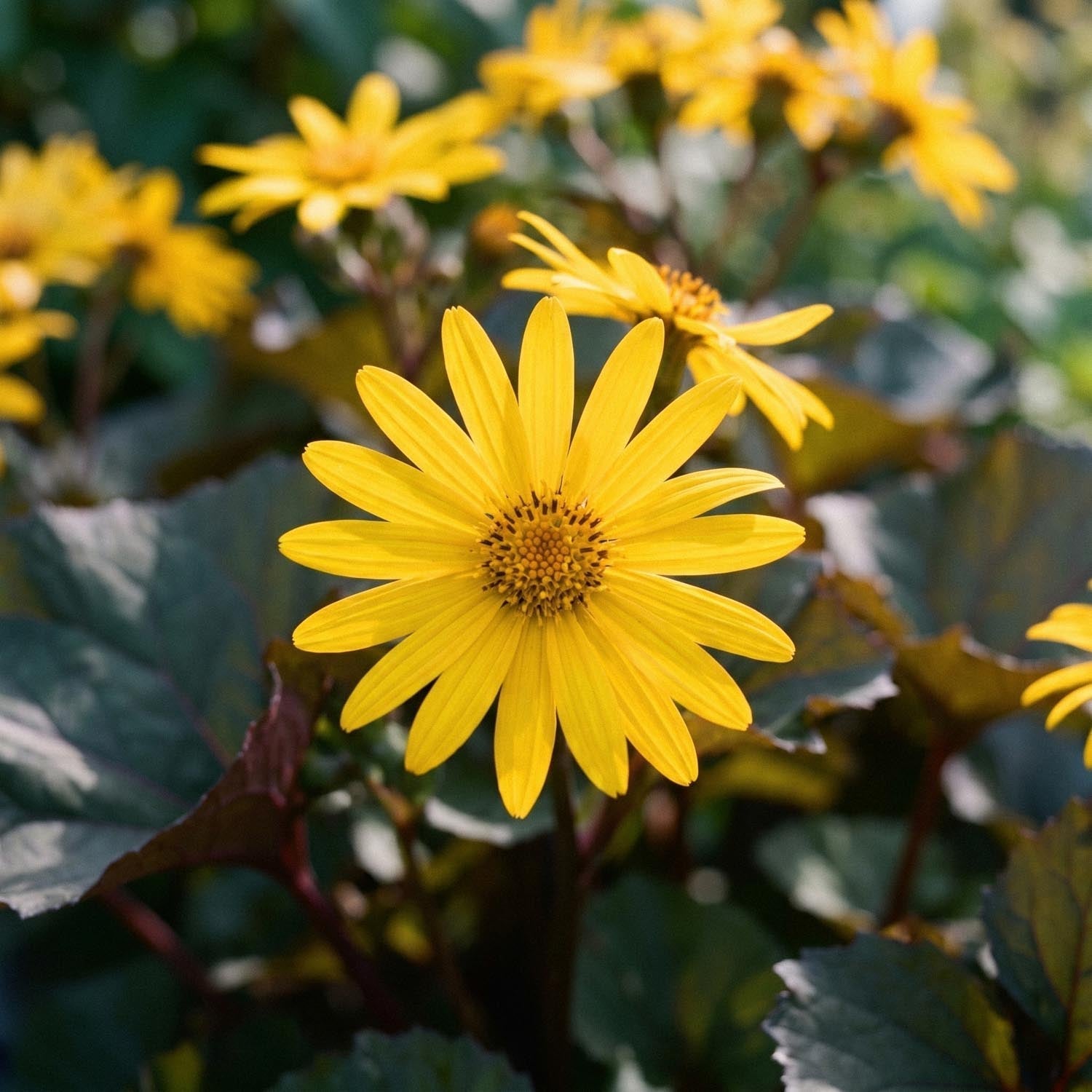 Nauhus, Ligularia 'Britt - Marie Crawford'
