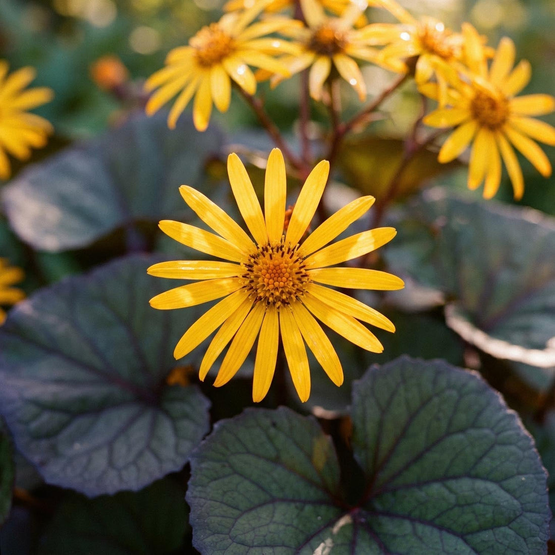Nauhus, Ligularia 'Desdemona'
