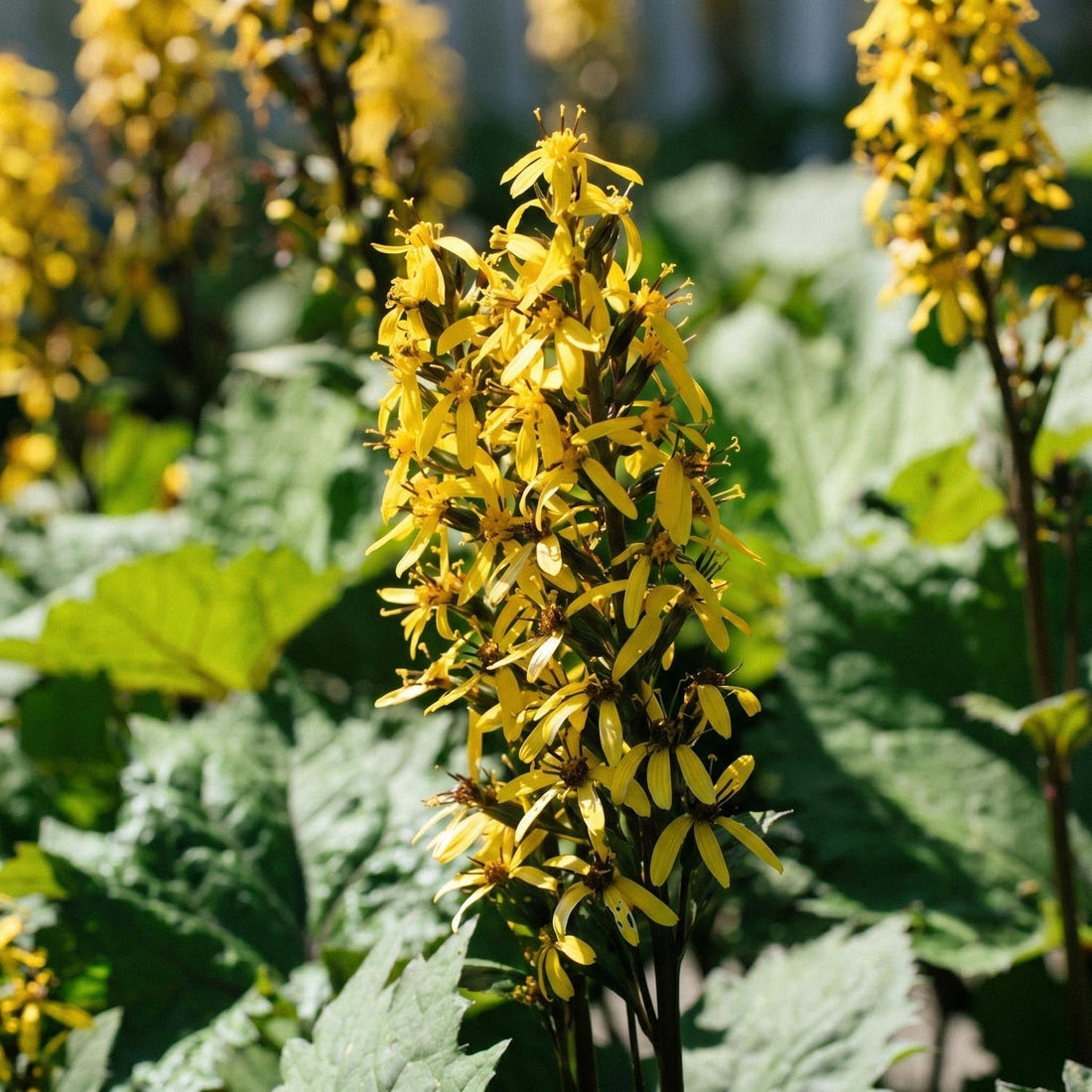 Nauhus, Ligularia 'The Rocket'