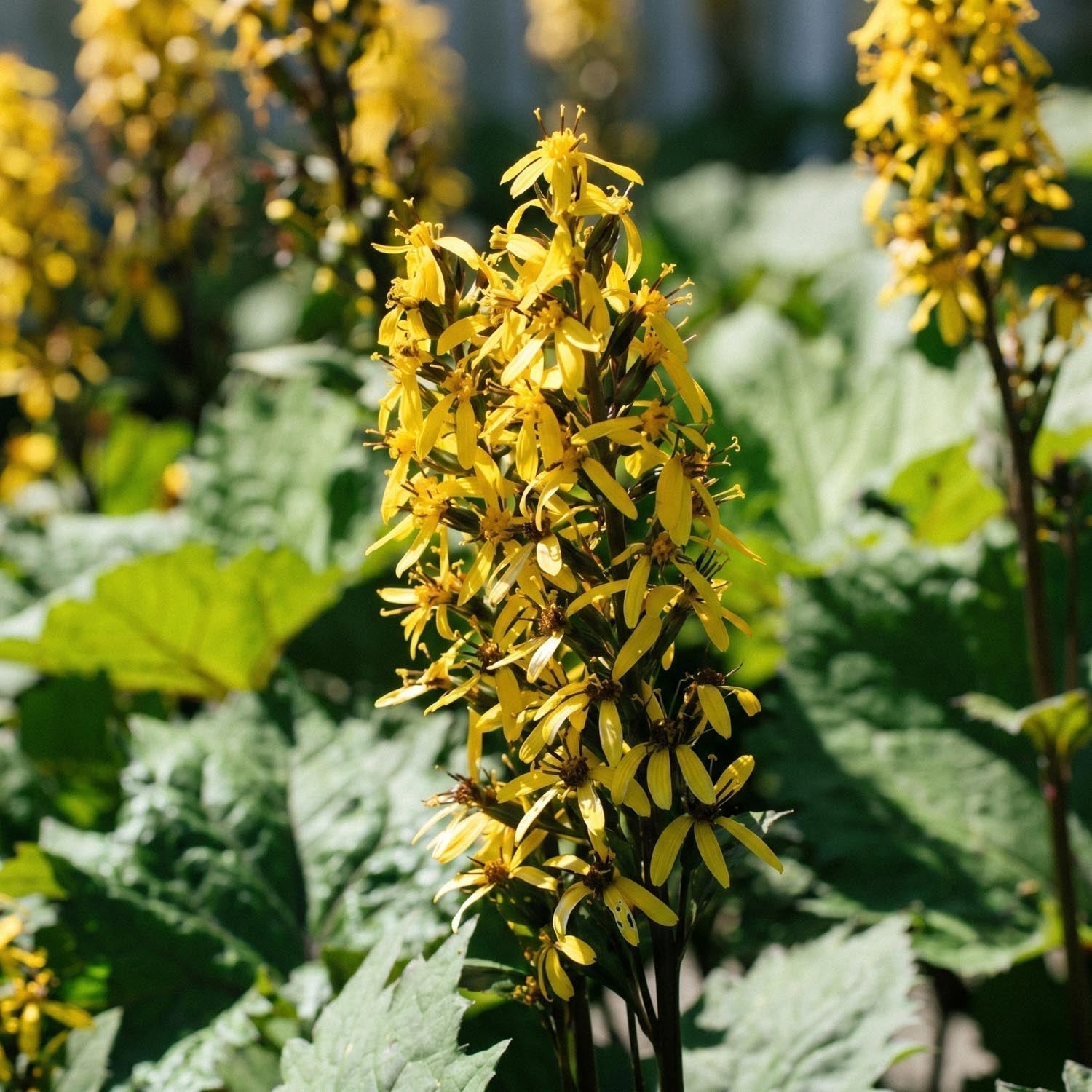 Nauhus, Ligularia 'The Rocket'