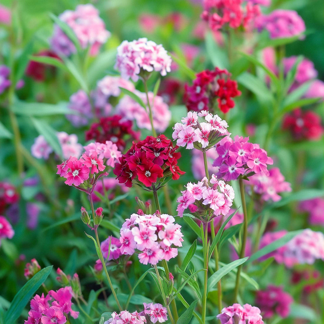 Neilikan siemenet 'Sweet William' - 150 luomusiementä