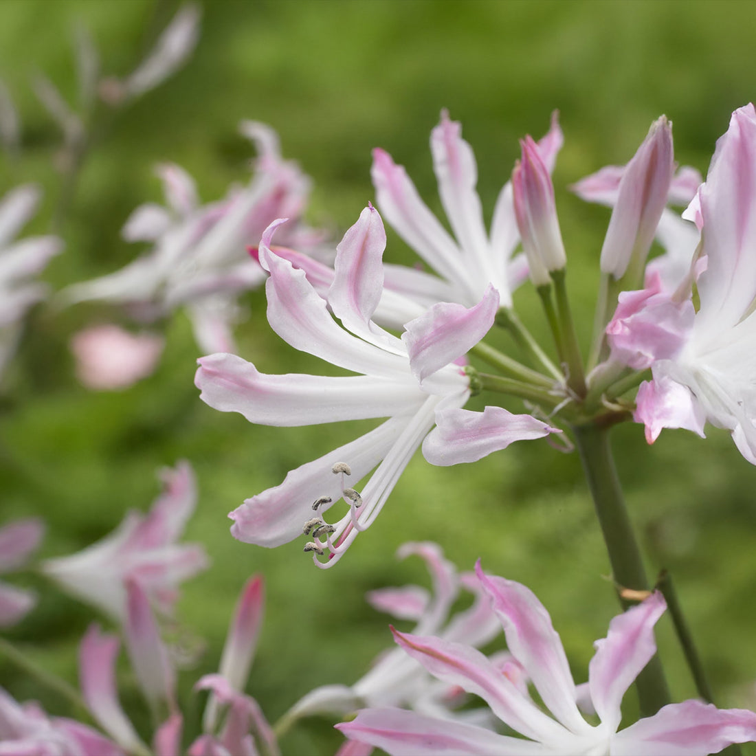 Nerine 'Bioncé'
