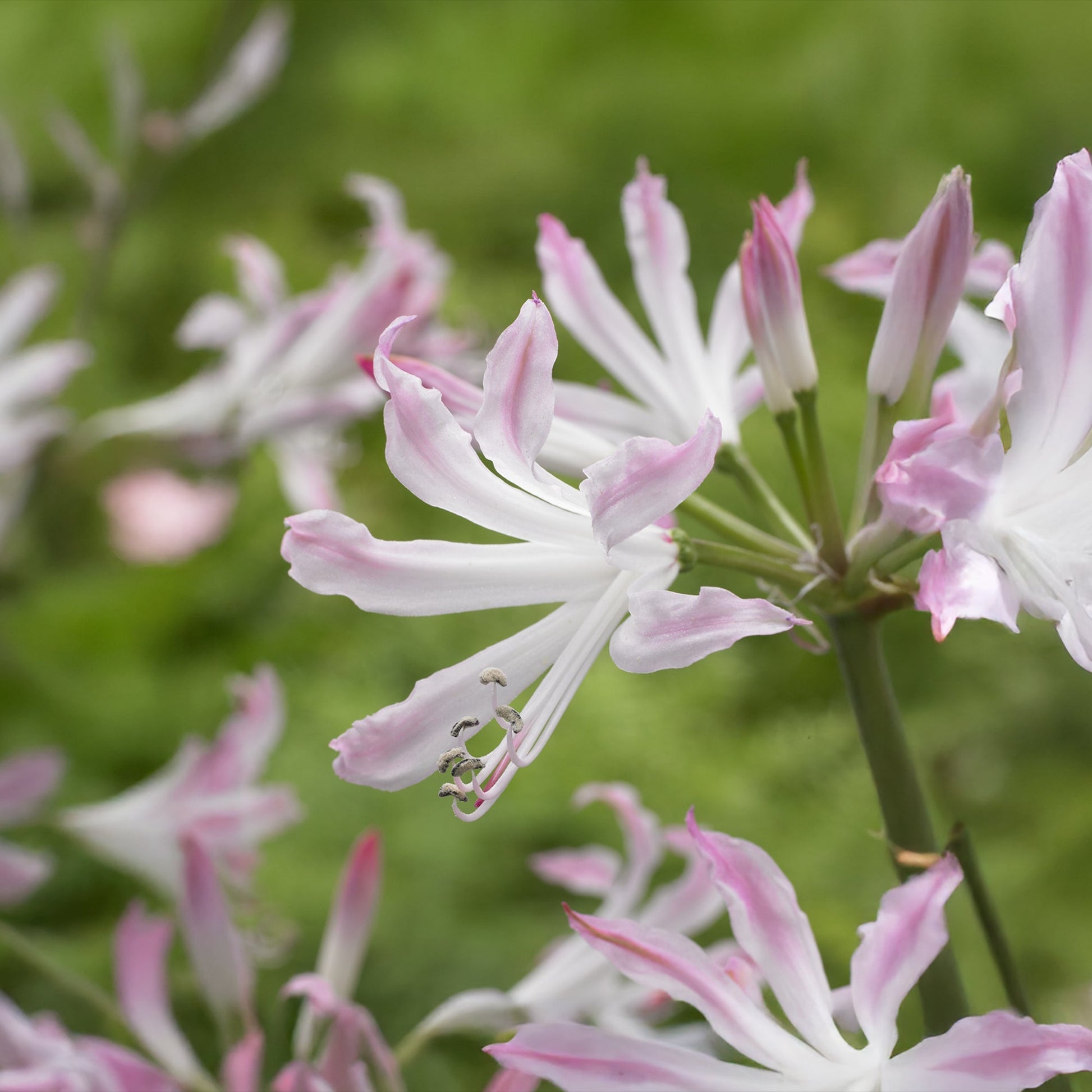 Nerine 'Bioncé'