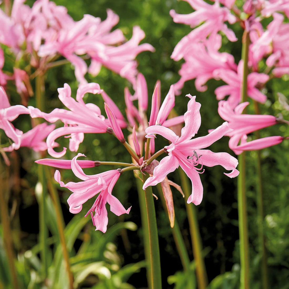 Nerine bowdenii