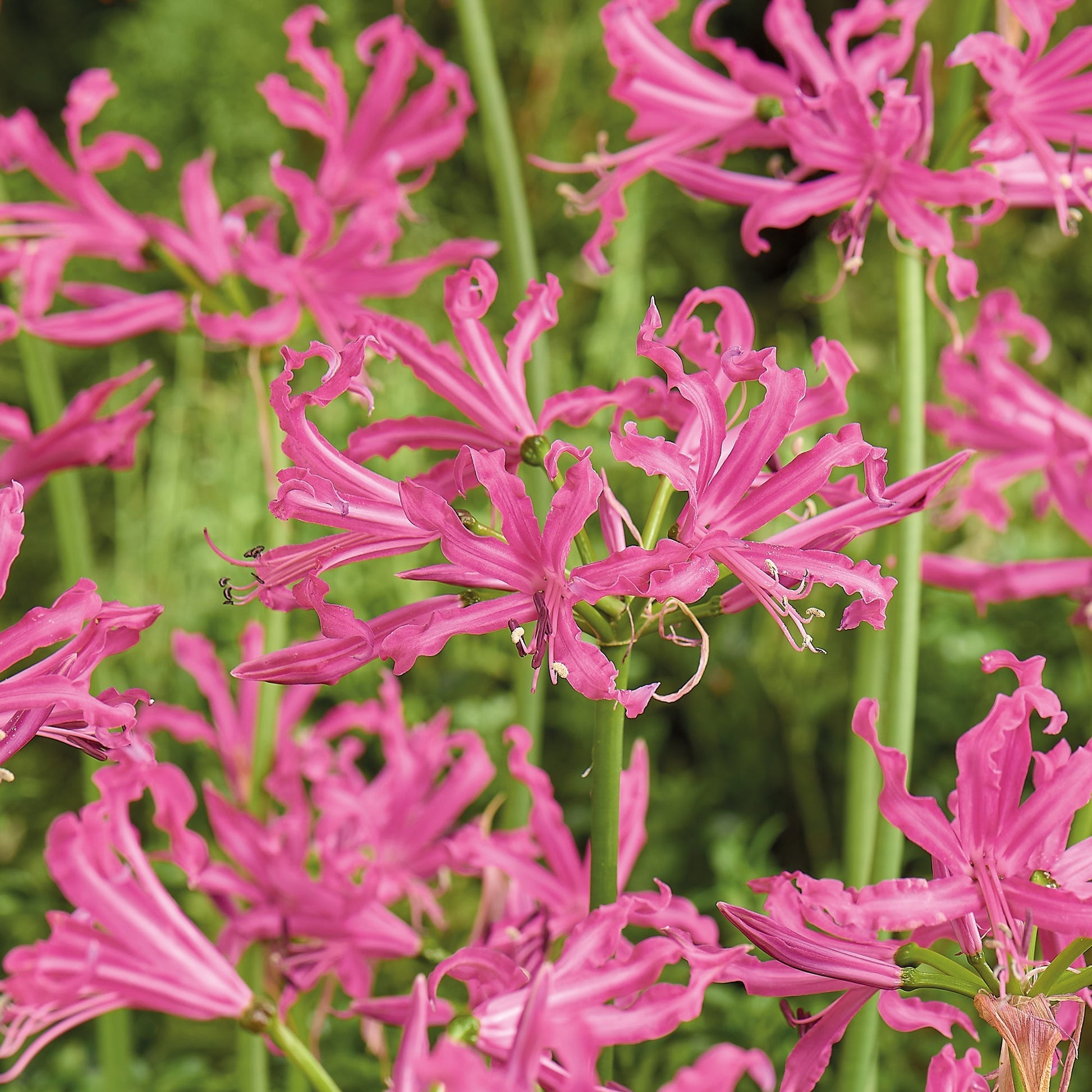 Nerine bowdenii 'Isabelle'