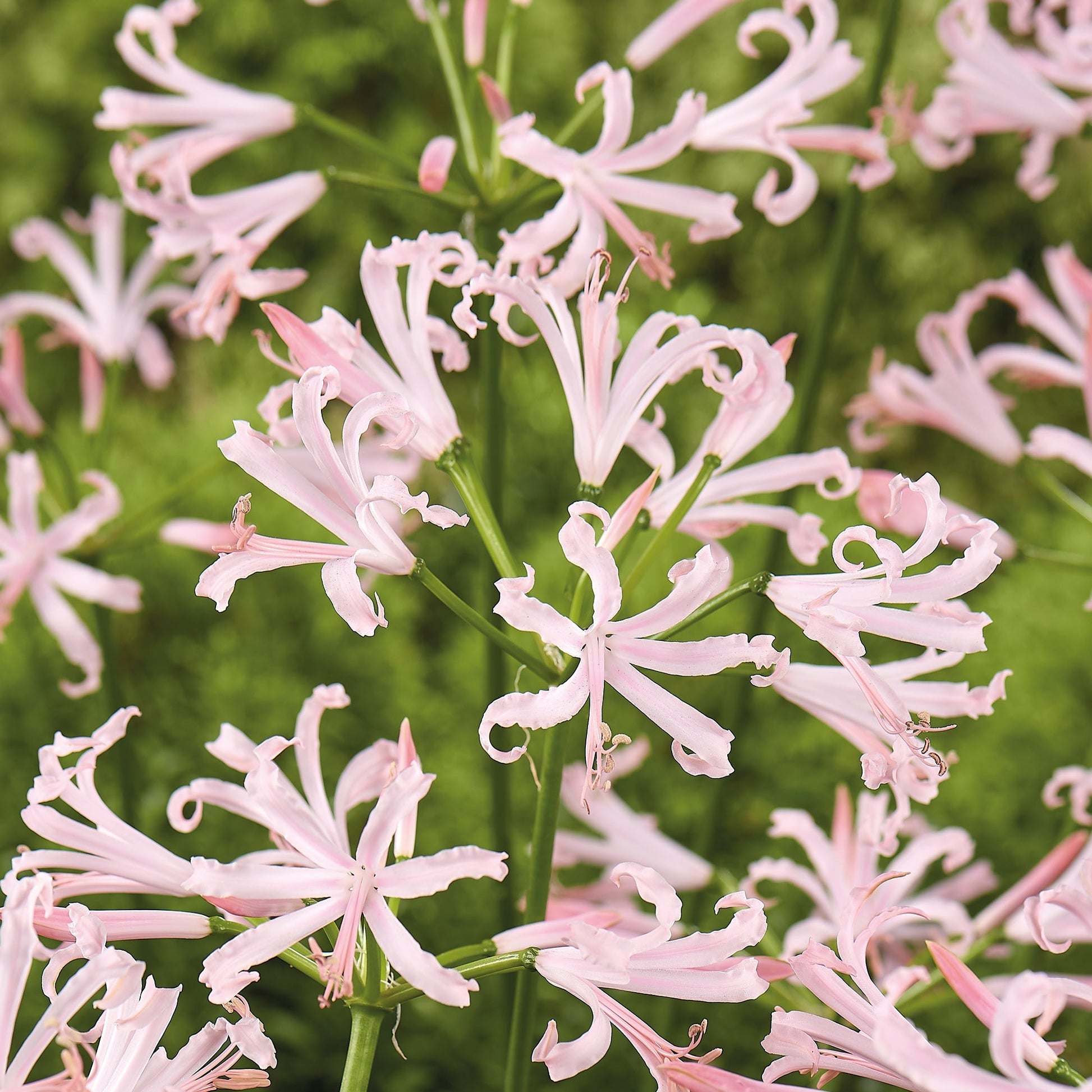 Nerine bowdenii 'Vesta K'
