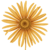 Nauhukset paljasjuuritaimet / Ligularia