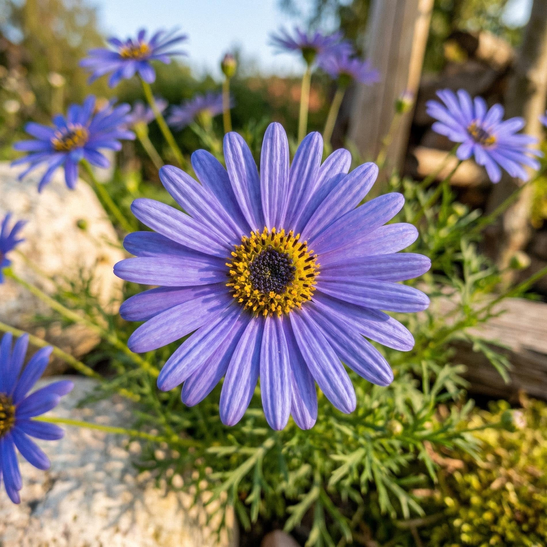 Nukenkauluksen siemenet 'Swan River Daisy' - 150 luonnonmukaista siementä