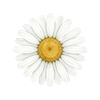 Kukkien siemenet